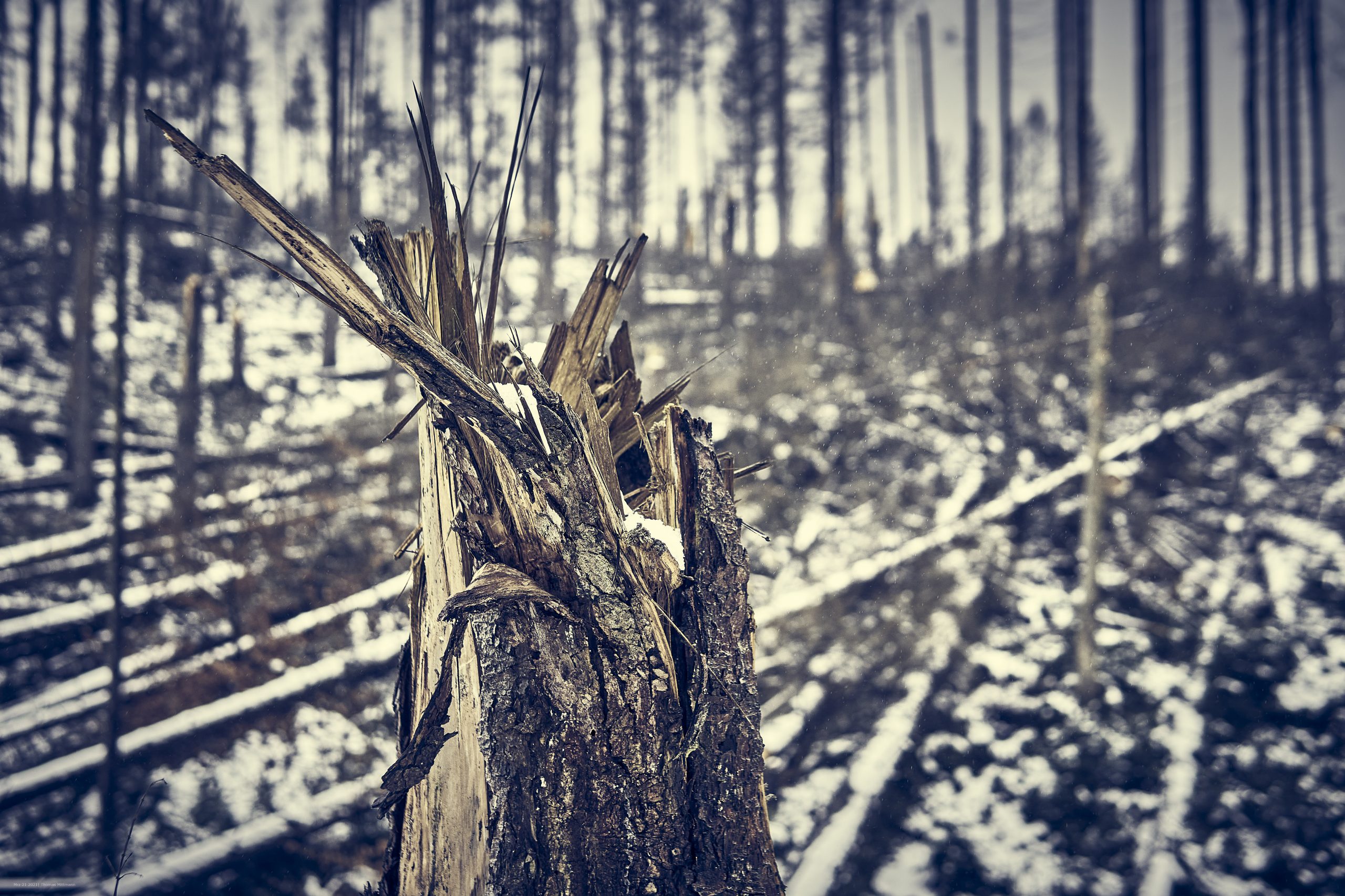 dead forest